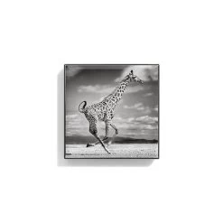 Front Page -Beauty Personal Care giraffe 2