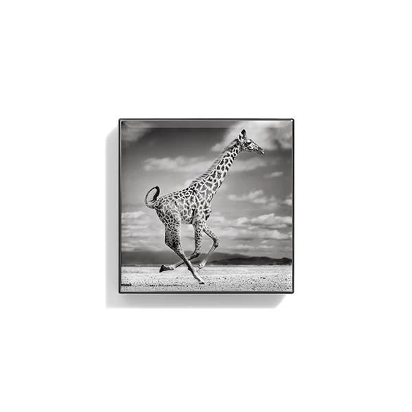 Luminescent Eye Shade - Giraffe 4 Luminescent Eye Shade - Giraffe - Image 2